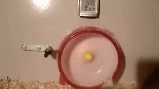 Смешные видео про хомяков: Погоня. Смешные хомяки)))