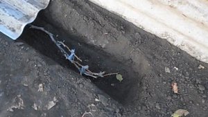 Укрытие винограда на зиму (траншейный способ).