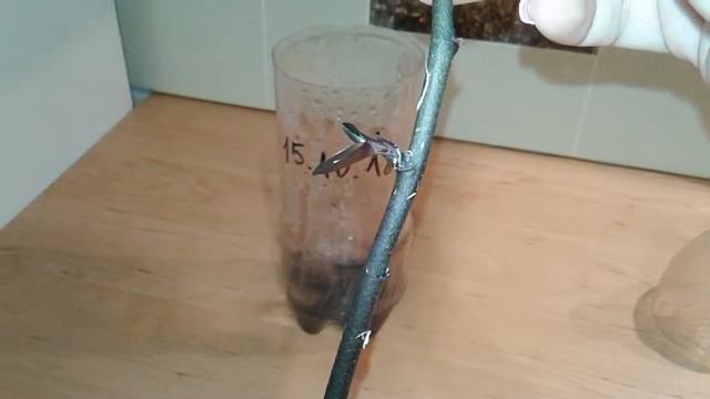 Размножение фаленопсиса с помощью цветоноса смотреть онлайн