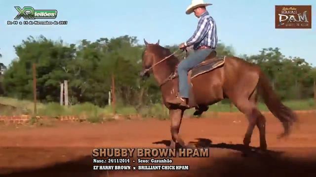 LOTE 13 SHUBBY BROWN HPAM смотреть онлайн