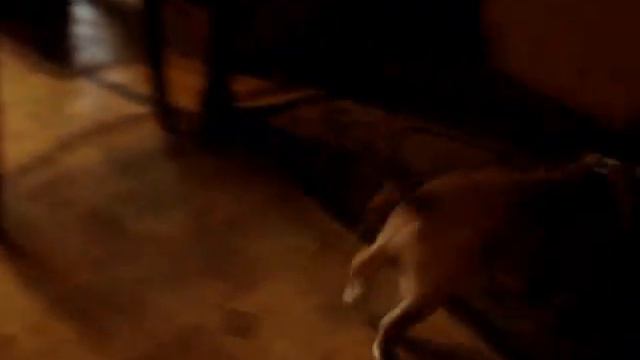 амстаффы Ценный Приз, щенки 5,5 недель смотреть онлайн