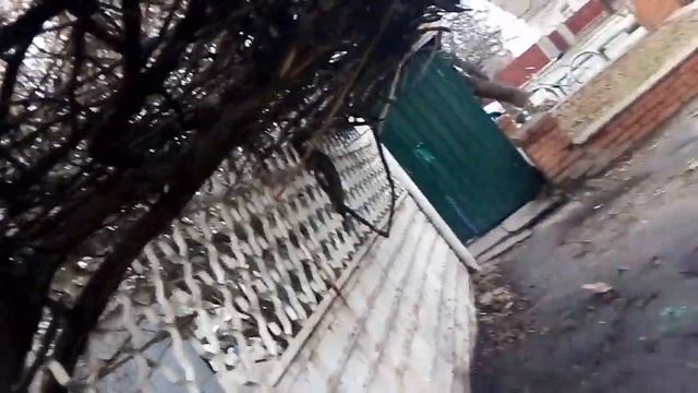 Семена текоми, Кампсис пересилаю. смотреть онлайн