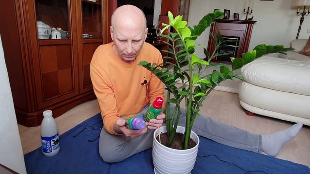 Замиокулькас: подкормка и полив- это просто.