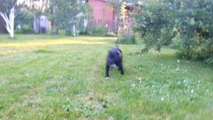 Стаффи играет с ротвейлером