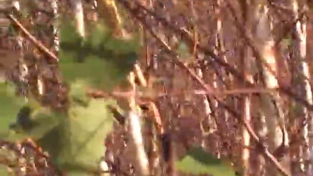 Непарный шелкопряд часть 2 смотреть онлайн