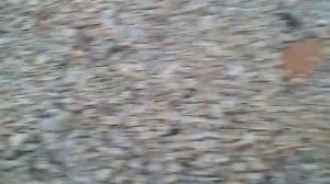 Тунец и желейный медведь валера