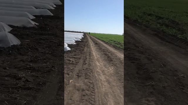 Арбуз..Виктория или Сорренто,дыня Мазин под дугами..
