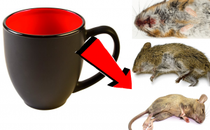 Как избавиться от мышей в доме за 003 секунды!
