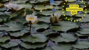 #Агма одолень трава #музыка для динамической #медитации