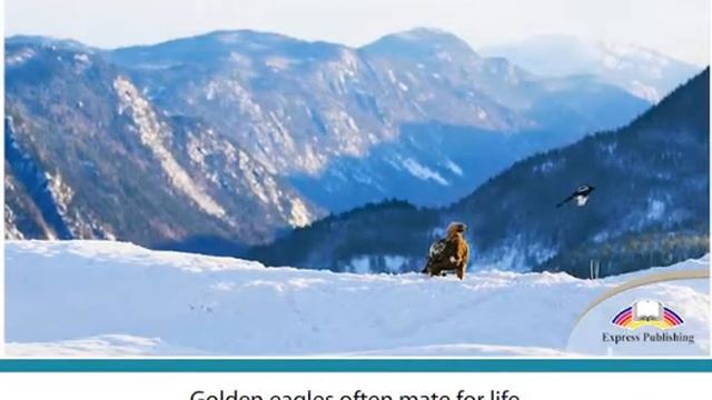 Aspect 11 Module 2 MAGNIFICENT EAGLES смотреть онлайн