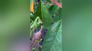 Наглядно. Что делает БОГОМОЛИХА  после спаривания.