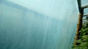 Китайская теплица, я шпион