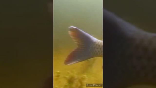 Любимый запах САЗАНА смотреть онлайн