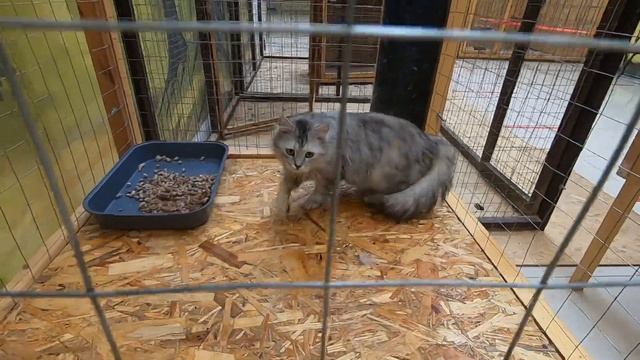 Выставка Кроликов "Пушистики"/ А Так же Вы Увидите Удивительных Кошек.Krolik and kot/ДАРИЮЛЬКА смотреть онлайн