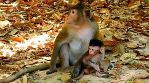 LISENT ... !! No Milk ! Anna tell Alba no milk| Poor Alba beg milk mother.