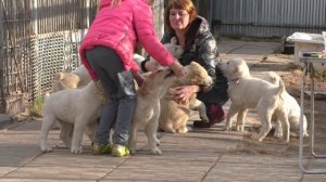 Алабаев много не бывает!