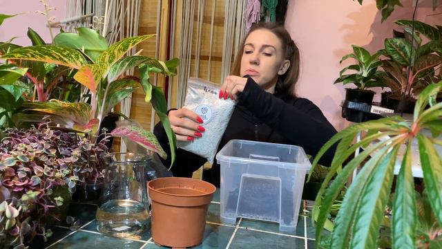 Jak przesadzać rośliny - przesadzanie krok po kroku смотреть онлайн