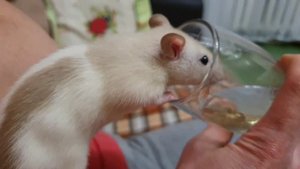 Крыса ЮКИ. Смешные животные