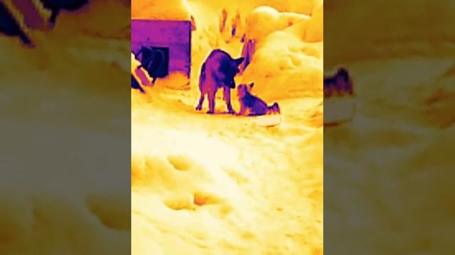 Йокшир и Овчарка))мои собаки смотреть онлайн