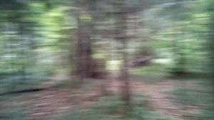 Сбор и засолка грибов