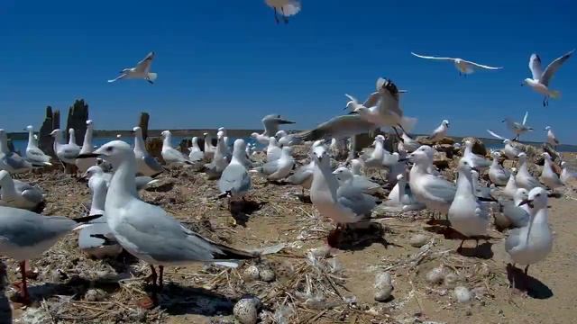 Морской голубок смотреть онлайн