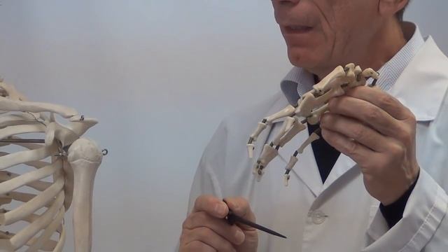 Кости верхней конечности смотреть онлайн