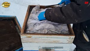пчеловодство, зимовка на канди, объединение семей осенью