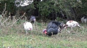 индюки кричат индюки прикол смешные индюки породы индюков