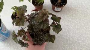 Бегония BEGONIAS
