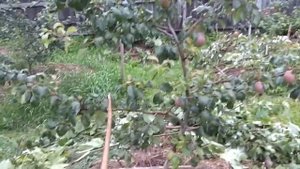 Плодовые деревья на шпалерах. Часть 1. Классическая веерная шпалера