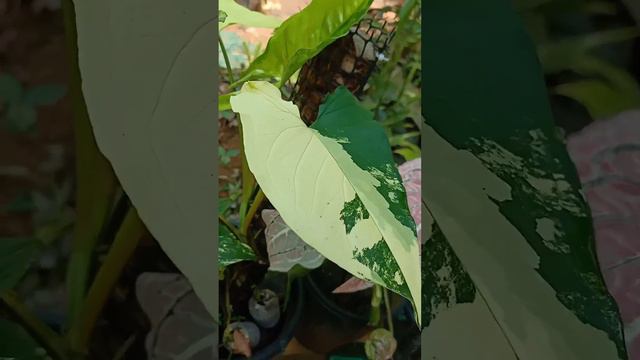 syngonium albo v/s aurea. syngonium plants care and progation. Indoor outdoor plant's.