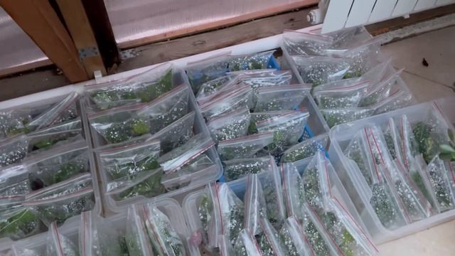 Черенкуем дерен, вейгелу, пузыреплодник, Гортензии, бугенвиллии. Часть 2 смотреть онлайн