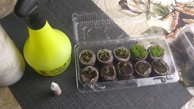 Посев рассады клубники семенами сезон 2021 часть -7 // Ягодная Империя Анастасии смотреть онлайн