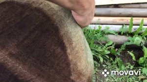 Курица горячего копчения в бочке. Рыба холодного копчения в самодельной коптильне, холодильник?