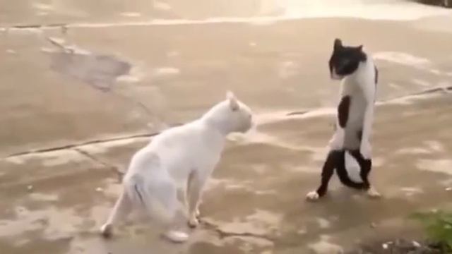 Cat Kung Fu  кошачье кунг-фу
