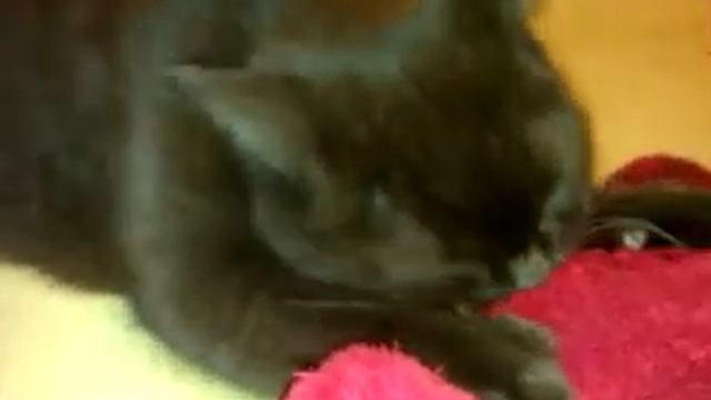 Британский котенок чмокает игрушку Жозефина 9 месяцев смотреть онлайн