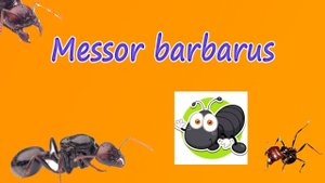 Обзор на Messor barbarus