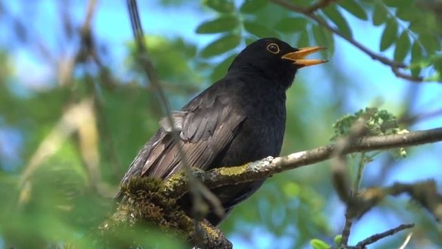 🌹❤️🔥Времена года в стихах и звуках. смотреть онлайн