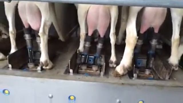 Карусель Dairymaster смотреть онлайн