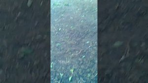 Черный порох мелко гранулированный.