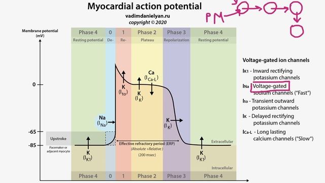 Потенциал действия кардиомиоцитов  кардиология  USMLE step 1