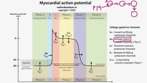 Потенциал действия кардиомиоцитов / кардиология / USMLE step 1