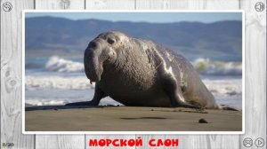 Огромные животные для детей!