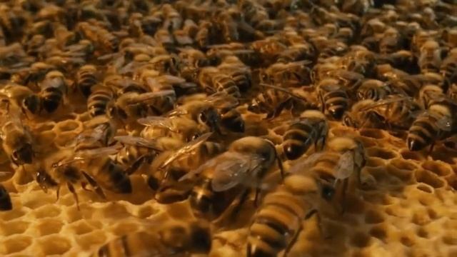 "Больше, чем мёд" смотреть онлайн