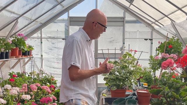 The Basics to Fan Training of Pelargoniums смотреть онлайн