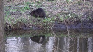 БОБРОВАЯ ПЛОТИНА БЕЗ ВОДЫ