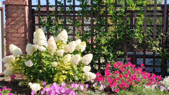 Кобея. Мощная, красивая лиана. Моя кобея зацвела. смотреть онлайн