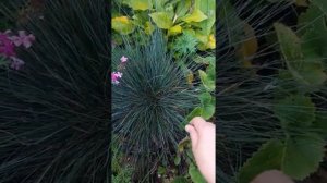 Неприхотливые злаки? Овсяница!