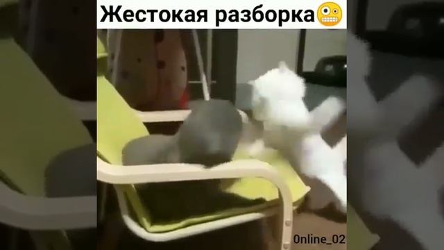 Дерутся кошки. Жесткая разборка.