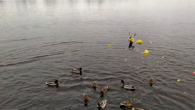 Утки и селезни едят хлеб ? смотреть онлайн